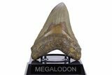 Fossil Megalodon Tooth - North Carolina #347109-2